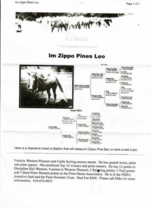 IM ZIPPO PINES LEO