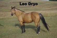 LEO DRYO