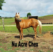 NU ACRE CHEX