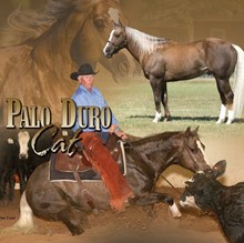 PALO DURO CAT