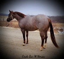 CBM BLUE RIVER CAT