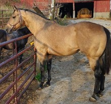 Knutsens Golden Bare