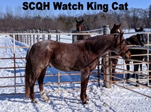 SCQH WATCH KING CAT 