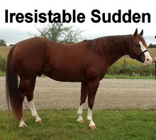IRESISTABLE SUDDEN