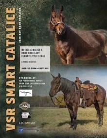 VSR Smart Catalice