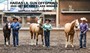 Haidas Lil Gun, Get of Sire winner! This was a class of 15 groups of 3. Each of those 3 horses represented the stallion as a sire. Dams are Niftys Ali, Thinkoutsidethebox, and Electroplated.